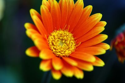 Gerbera garvinea Orangina