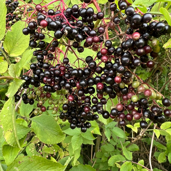 Elderberries 2.jpeg