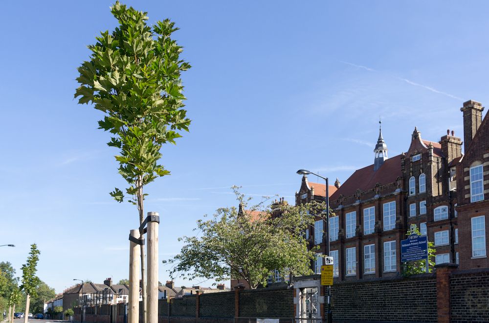 Acer plat Columnare