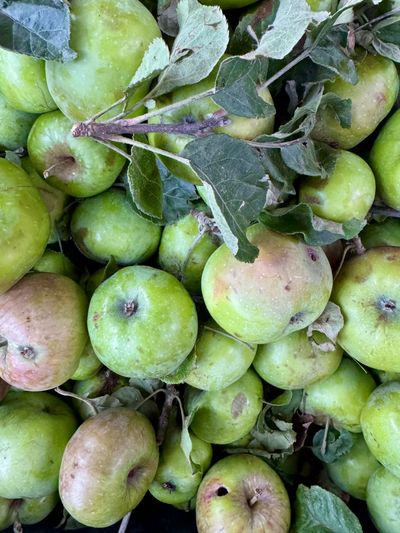 Codling moth apples