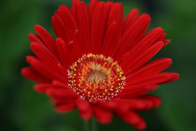 Gerbera Rachel 