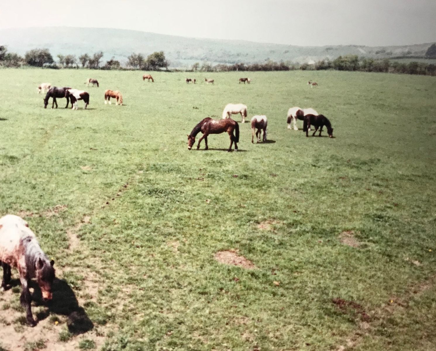 ARCHIVE IMAGE - Date Unknown - Ponies at Church Knowle Centre, Margaret Green Animal Rescue.jpg
