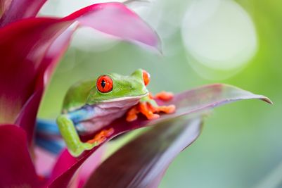 RedeyedtreefrogWildlifedreamstimel58748536.jpg