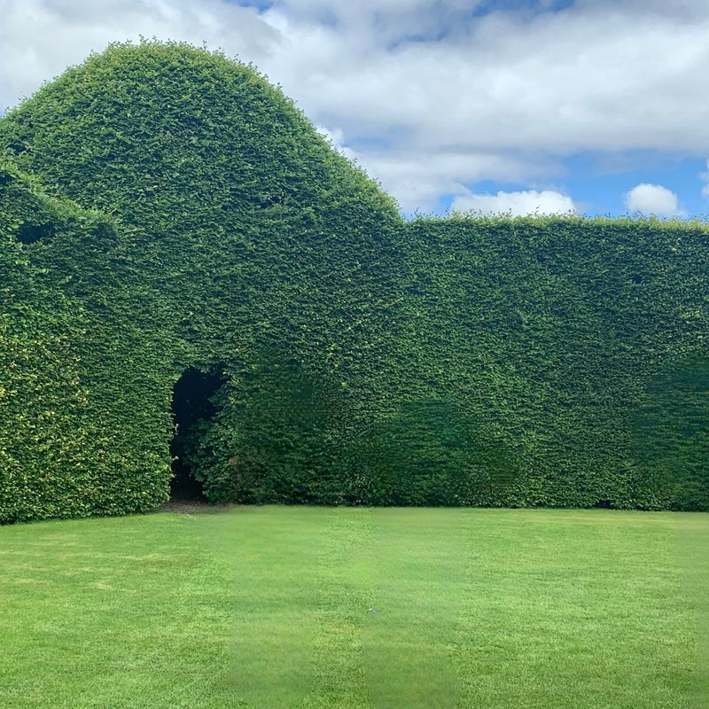 The huge Beech Hedge encircling the Beech Circle at Levens Hall and Gardens, Cumbria