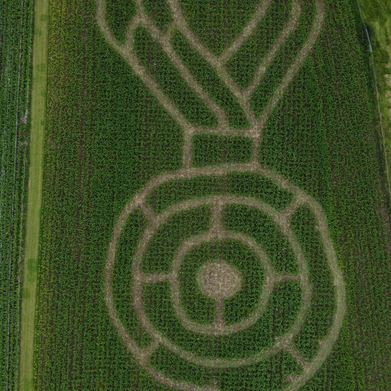 The 2024 mini maze at Lakeland Maze Farm Park, near Kendal, shaped as an Olympic or sporting medal