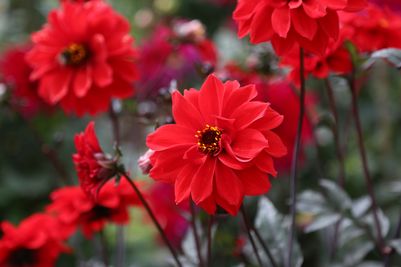 Dahlia Bishop Of Llandaff Tubers