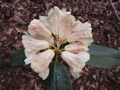 DSCN4126.JPG