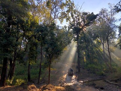 Kanha Wild Central India.jpeg