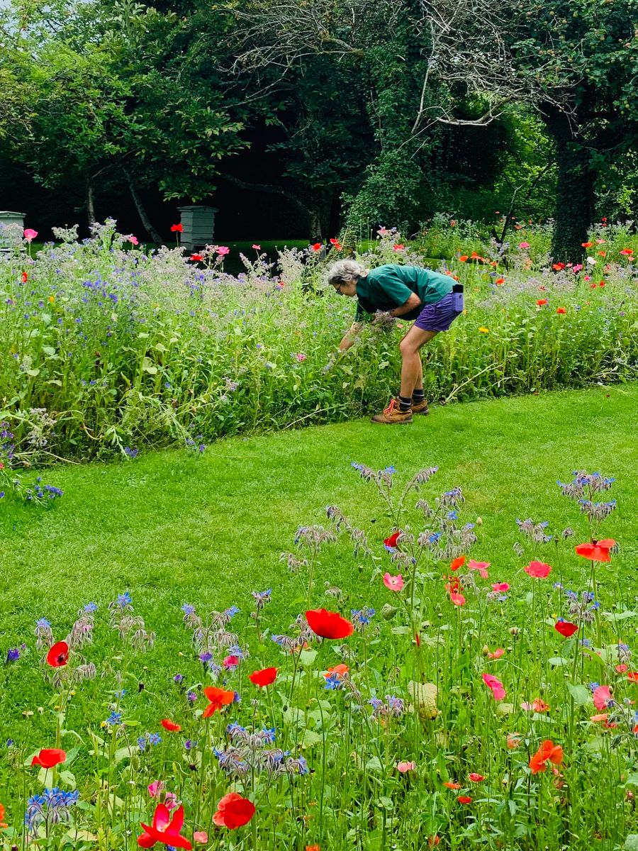 Pam Walton , one of the gardening team at Levens Hall and Gardens, pictured working in the bee borders.