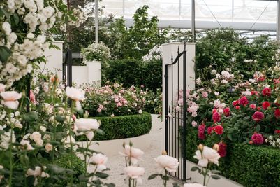 David Austin Roses receive 29th Gold for ‘The King’s Rose’ Showcase at RHS Chelsea Flower Show 2025