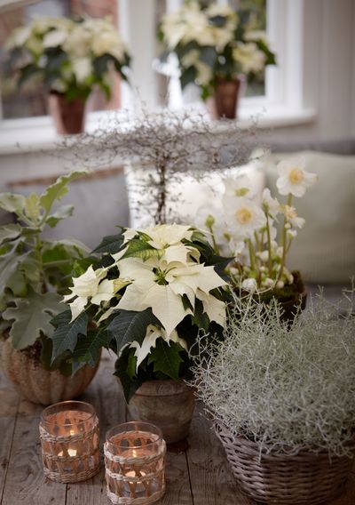 2020_poinsettia_04000_Country_Christmas_Charm_21.jpg