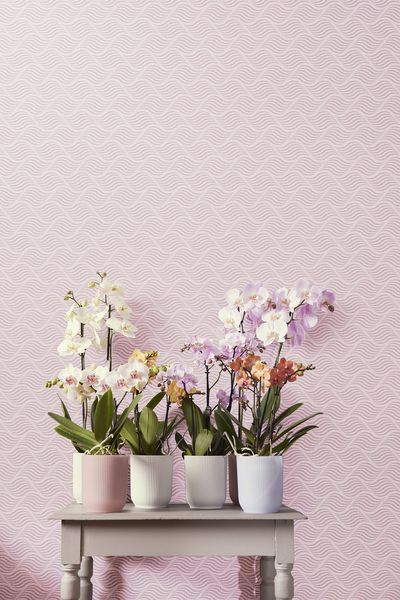 vibes fold orchid high pot