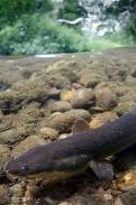Wildlife_eels pathway 1.jpg