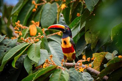 Undiscovered Costa Rica AdobeStock_398536806.jpeg
