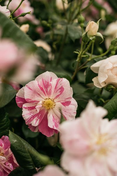 David Austin Roses receive 29th Gold for ‘The King’s Rose’ Showcase at RHS Chelsea Flower Show 2025