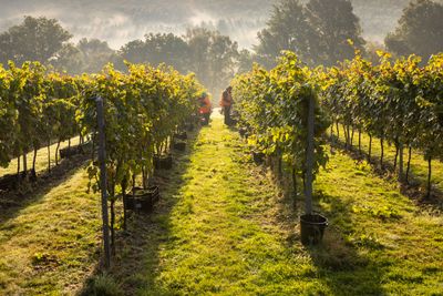 Mannings Harvest - Credit James Ratchford Photography-4.jpg