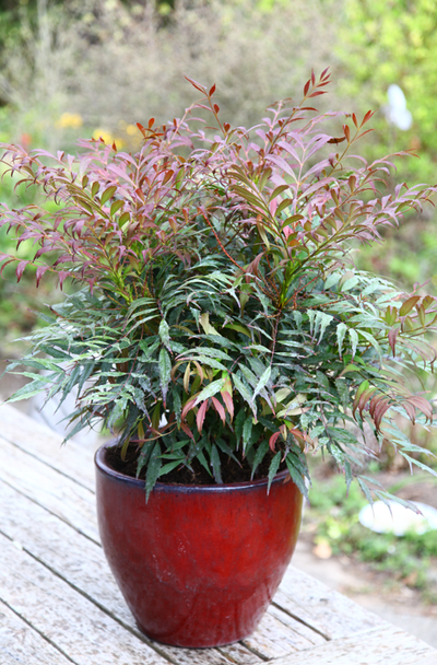 Mahonia