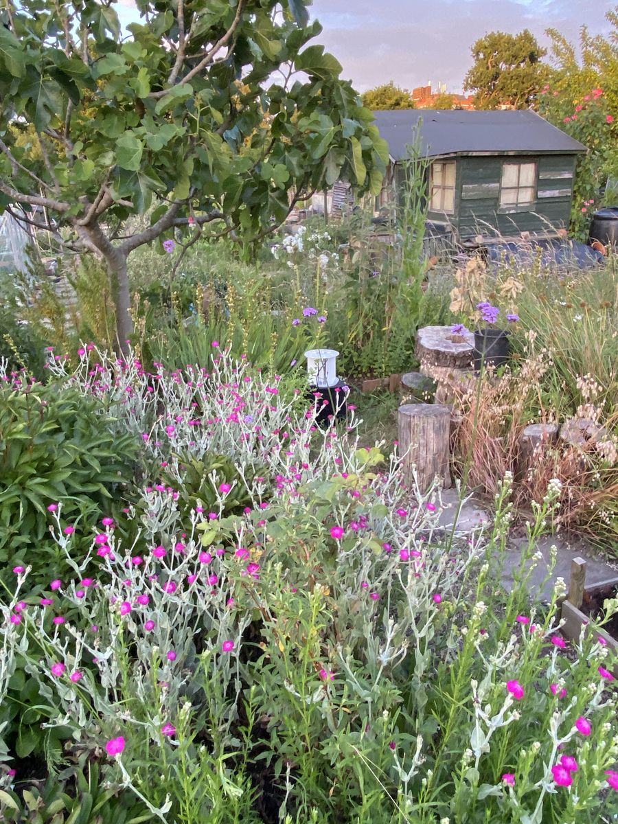 Seedball allotment