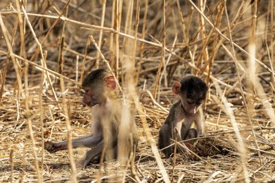 P_Asilia Lodges & Camps_Tanzania_Ruaha National Park_Jabali Private House_Wildlife_Baby baboons.jpg