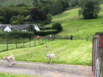 Hounds returning to the sports field at Grasmere Lakeland Sports and Show