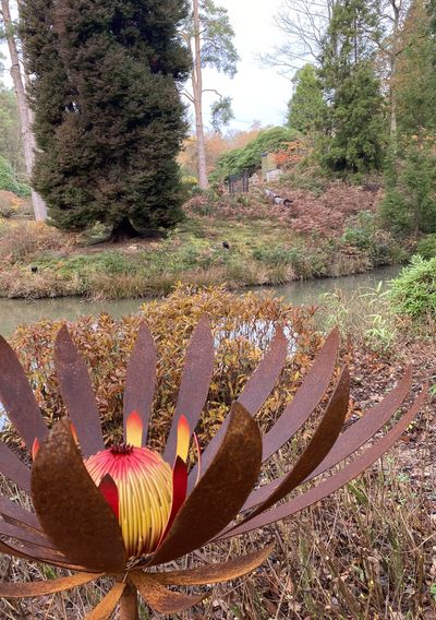 Nicholas Baker - Rusty Red Protea closer .jpeg