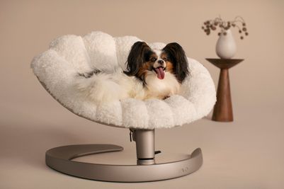 Shell Pet Bed and Sway Lounger