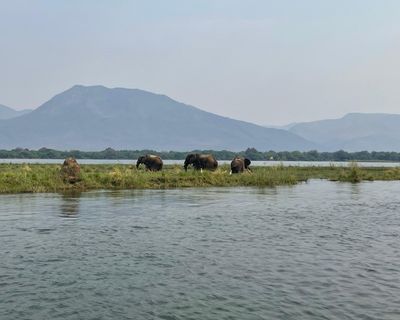 Zambia elephants UGC