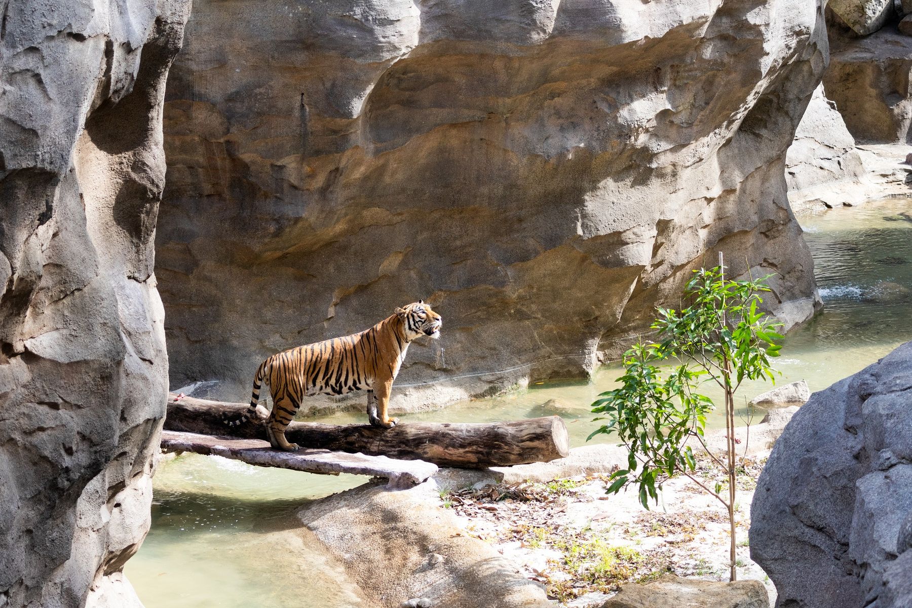 Rainforest Wild Asia - A Malayan tiger at the Rock Cascade. Photo Credit_Mandai Wildlife Group.jpg