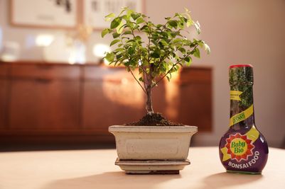 Baby Bio® Bonsai Food