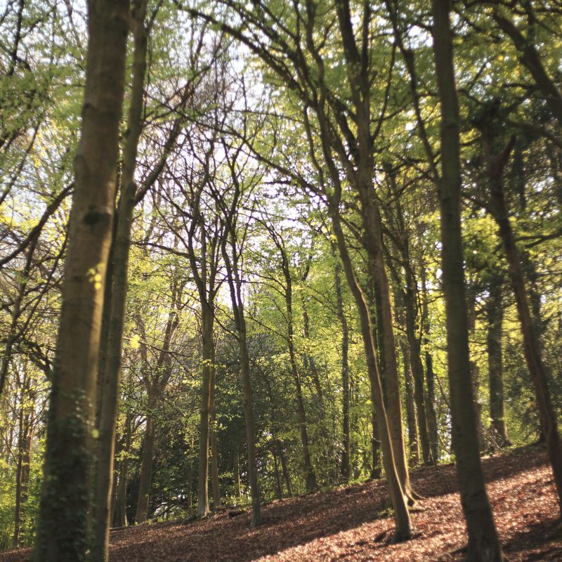Woodlands.co.uk                                                                                                      