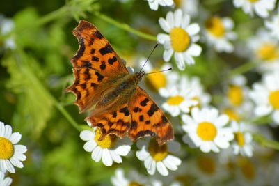 Wildlife at Ladram Bay Holiday Park (credit - Noah Harper-Smith).JPG