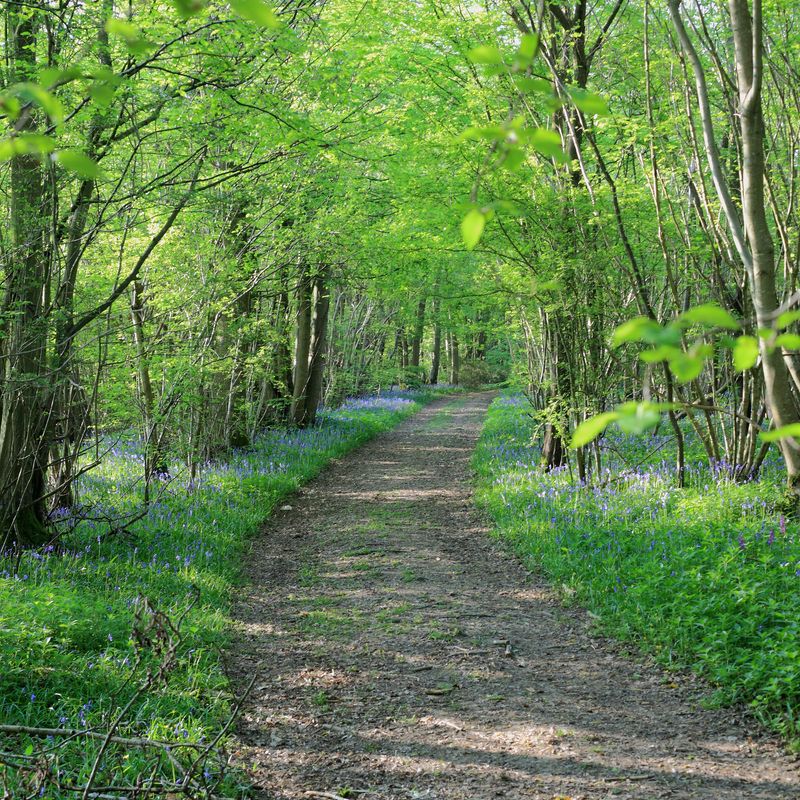 Woodlands.co.uk                                                                                                      