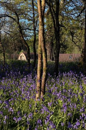 Whitemead 1 - credit Mike Ingram.jpg
