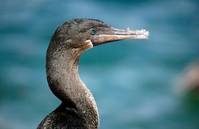 Galapagos - Locations, Flora & Fauna (36).jpg