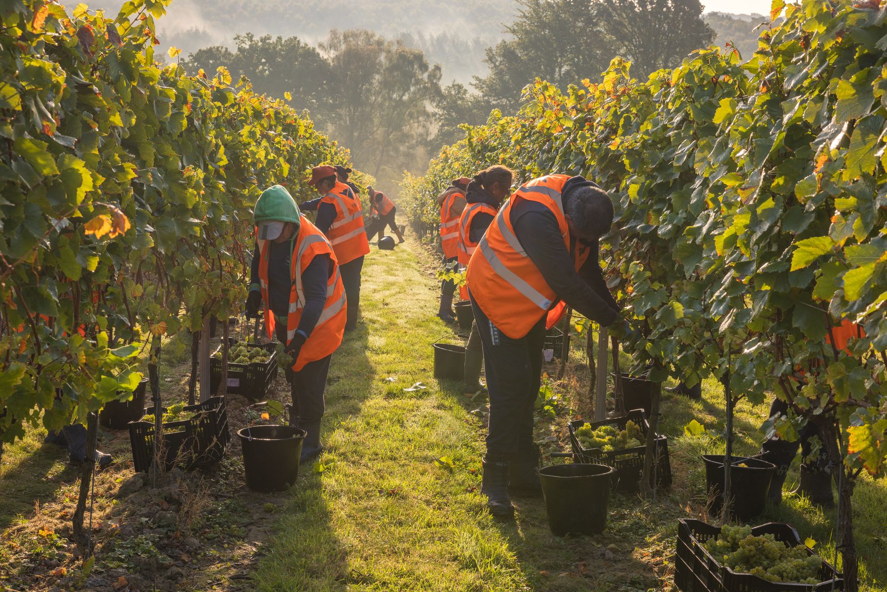 Mannings Harvest - Credit James Ratchford Photography-6.jpg