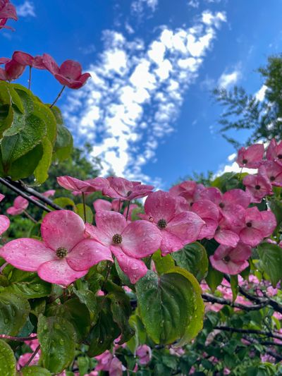 Summer-Flowering Dogwood-Tree-Pink Flower 1.jpg