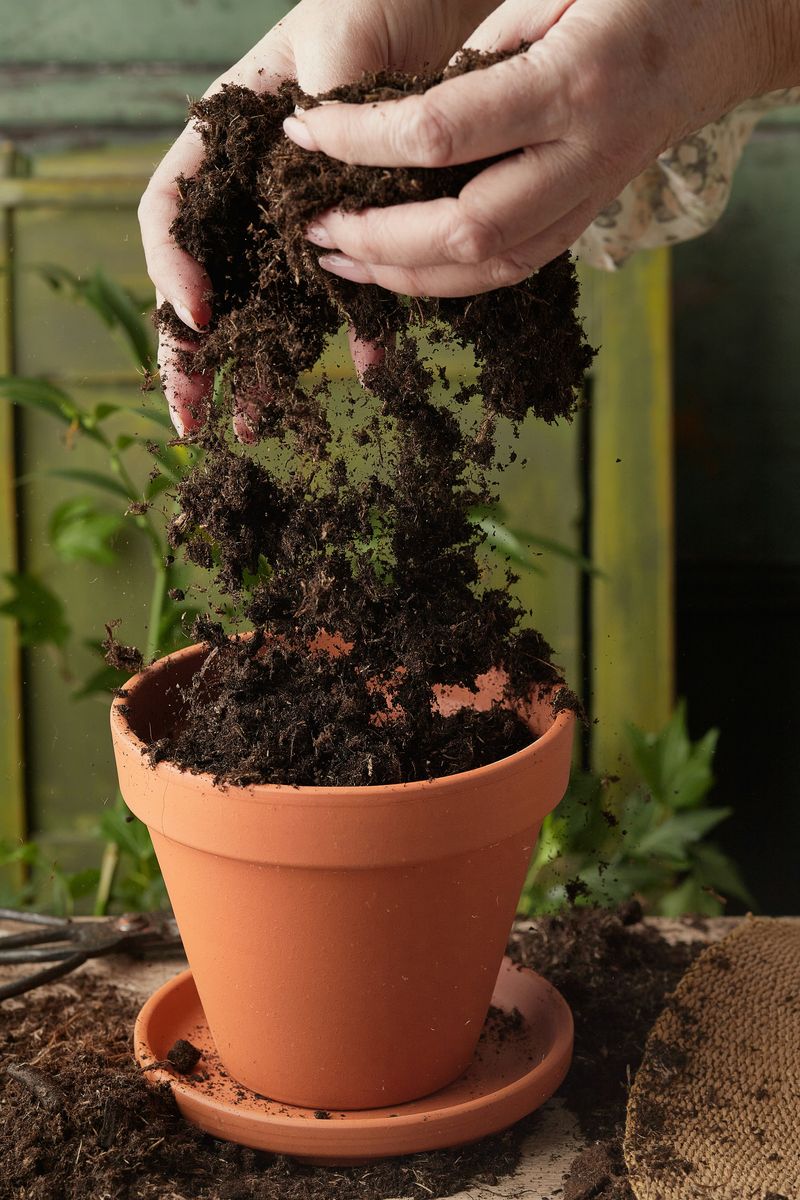 Potting with Durstons compost