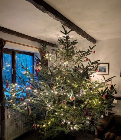 Xmas tree.jpeg