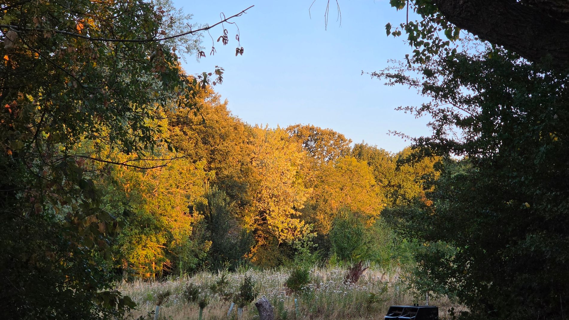 False Autumn 8.jpg