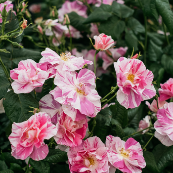 David Austin Roses receive 29th Gold for ‘The King’s Rose’ Showcase at RHS Chelsea Flower Show 2025