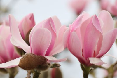 Magnolias at Kew Gardens in spring