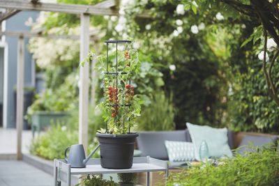 green basics tomato pot
