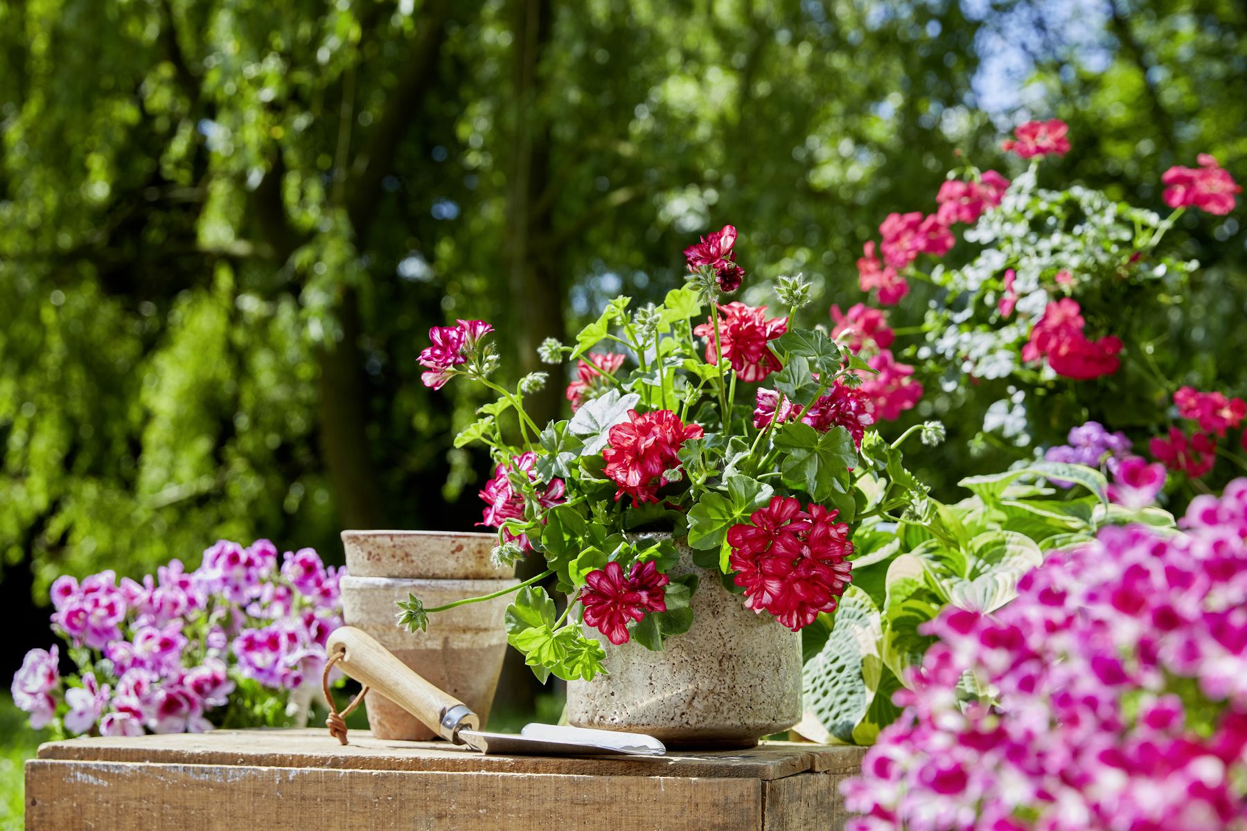 2023_Geraniums_1000_Joyous_Summer_Moments_15.jpg