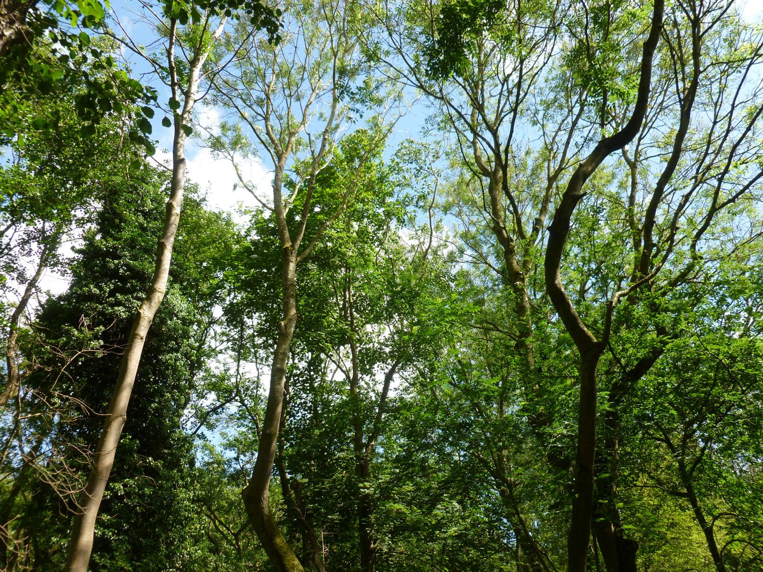 Woodlands.co.uk                                                                                                      