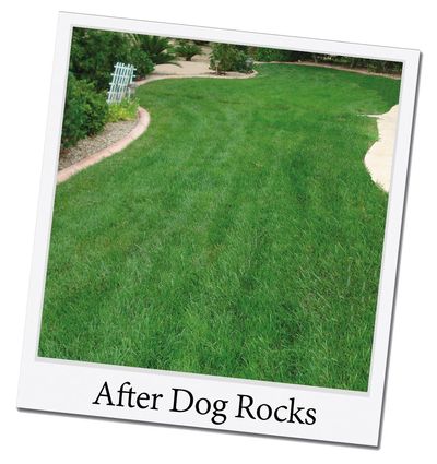 Lawn after Dog Rocks.jpg