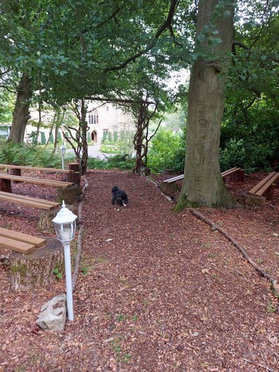 Dog in woodland weddings area at Langley Castle Hotel