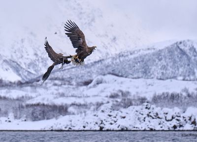 Reclaim Yourself Retreats in Norway eagles.jpg