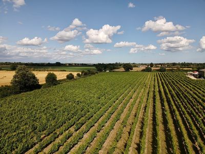 Prettyfields Vineyard 1 (1).jpg