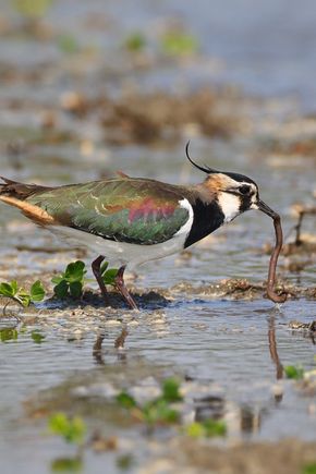 The-northern-lapwing-shutterstock_2100950554.jpg