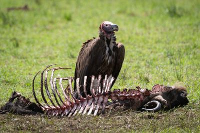 Lappet-faced vulture stands by carcase in grass.jpg